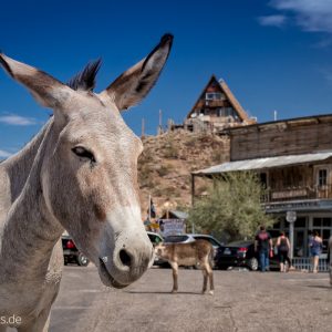 Burros in Oatman