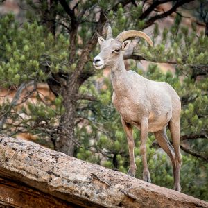 Ein Ram im Zion Canyon National Park-1 Ein Ram im Zion Canyon National Park-1