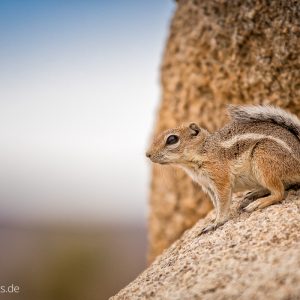 Ein Squirrel im Joshua Tree Nationalpark Ein Squirrel im Joshua Tree Nationalpark