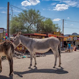 Freilaufende Esel in Oatman