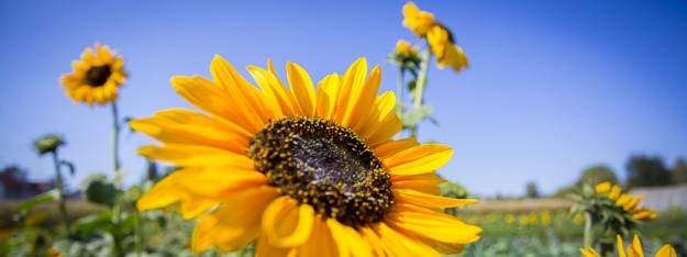 Sonnenblume Sonnenblume