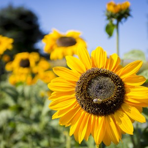 sonnenblumen-2